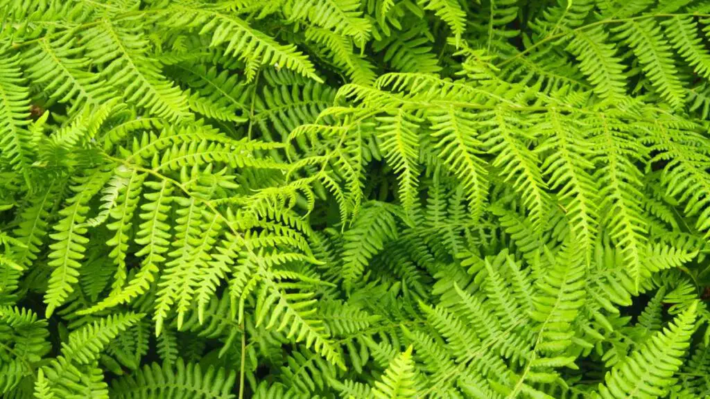 Hardy Ferns Guide