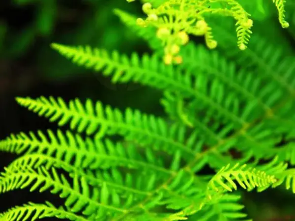 How Fast Do Ferns Grow: Accelerating Growth Tips