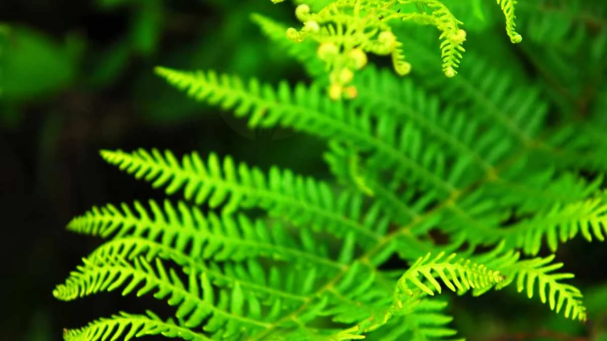 How Fast Do Ferns Grow: Accelerating Growth Tips
