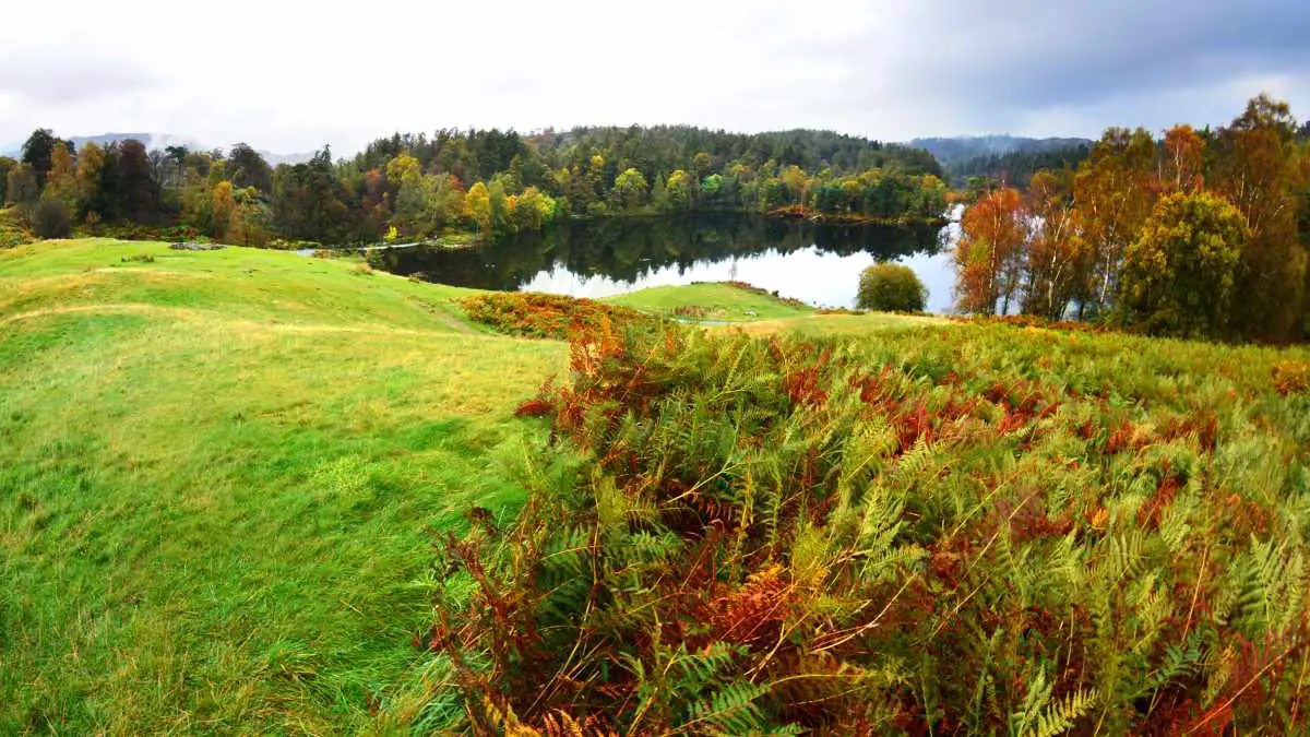How Fast Do Ferns Grow Accelerating Growth Tips
