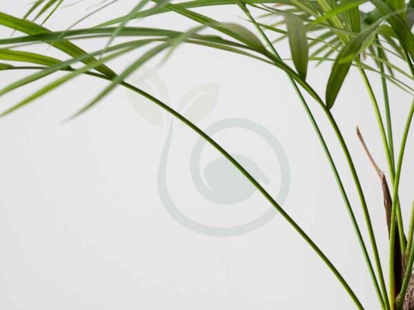 How Fast Does Areca Palm Grow: Expert Care Guide