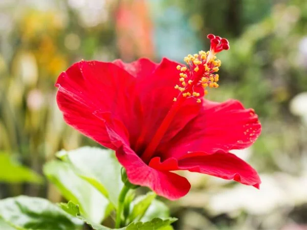 How Long Does a Hibiscus Flower Last: Enhancing Bloom Longevity