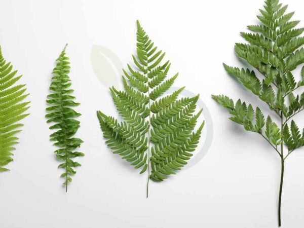 How Many Different Types of Ferns Are There: A Comprehensive Guide