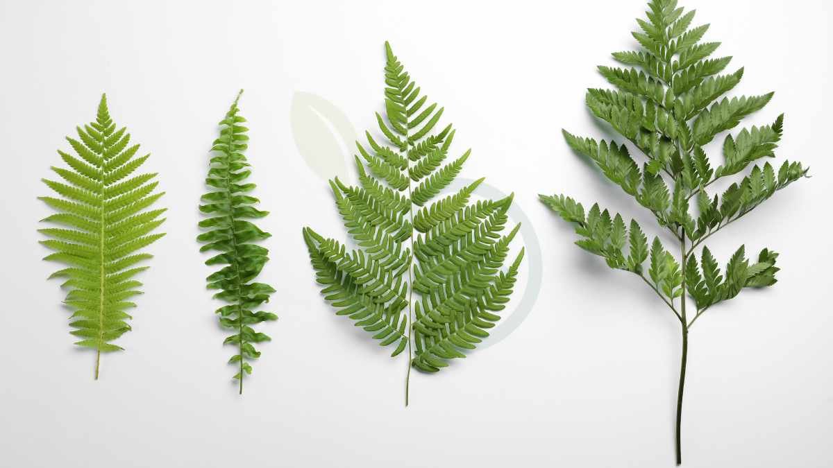 How Many Different Types of Ferns Are There: A Comprehensive Guide