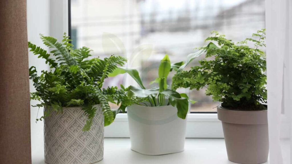 Popular Indoor Ferns