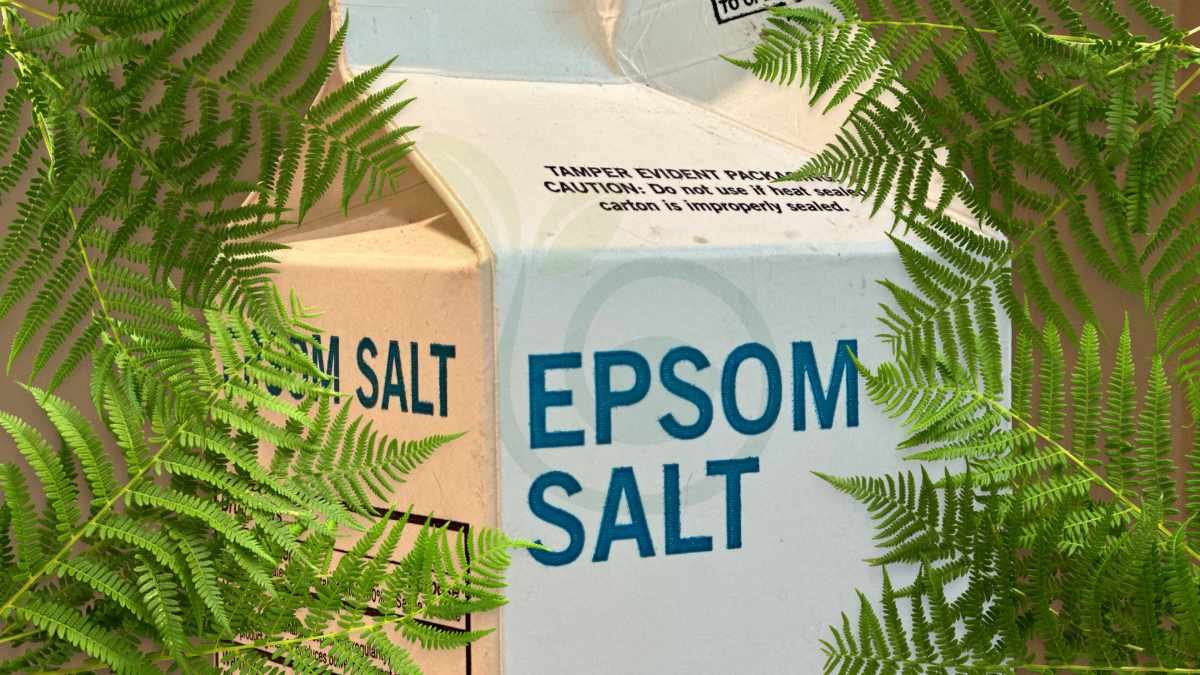 How Much Epsom Salt for Ferns: Ultimate Care Guide