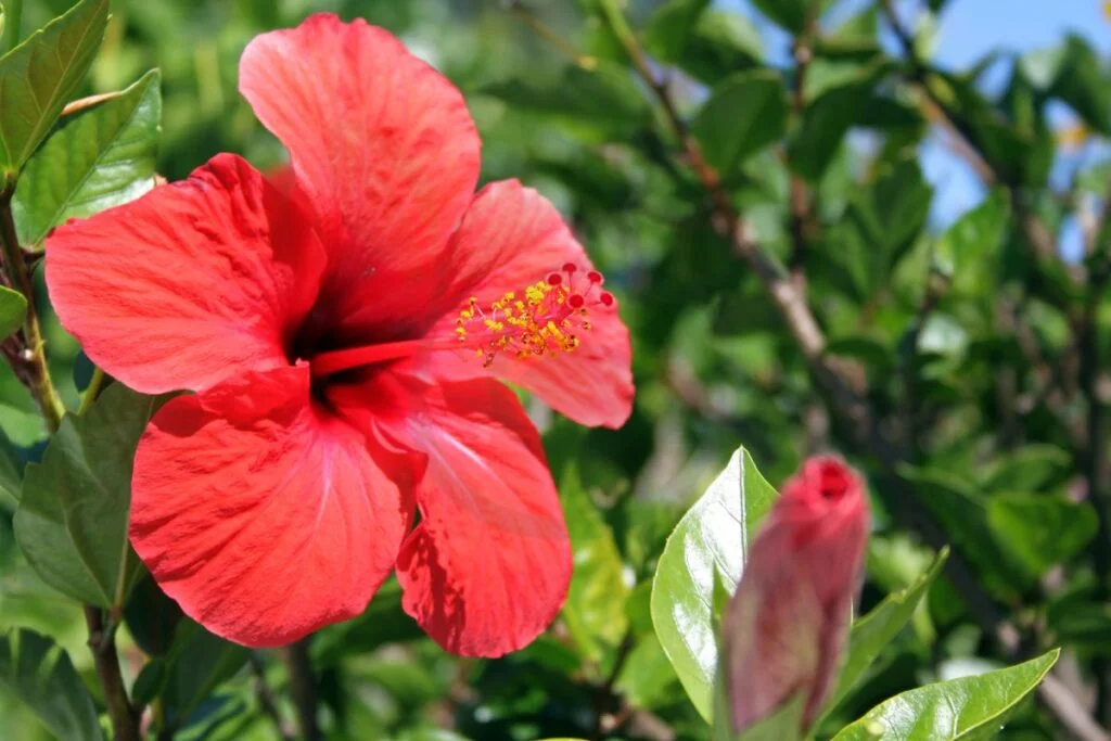 How Much Sun Do Hibiscus Plants Need