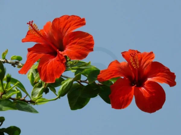 How Much Sun Do Hibiscus Plants Need: Ultimate Care Guide
