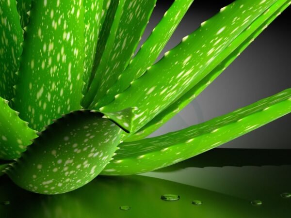 How Often Do I Water Aloe Vera: Essential Care Guide