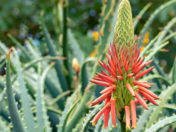 How Often Does Aloe Vera Bloom? - Expert Guide