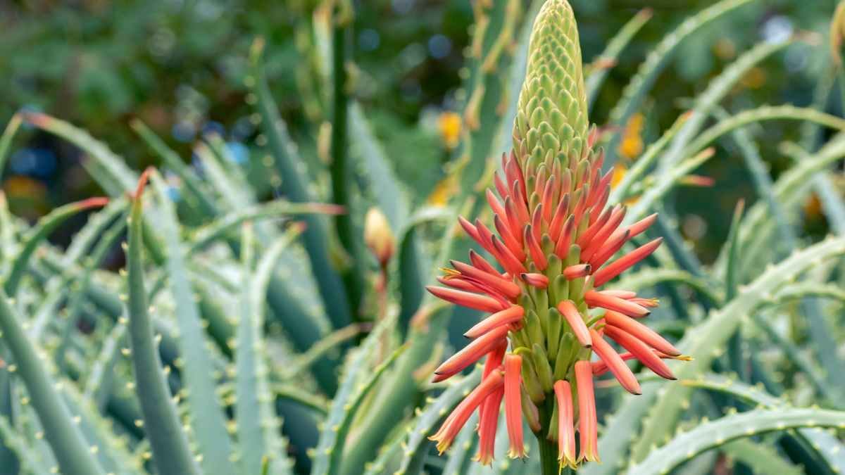 How Often Does Aloe Vera Bloom? - Expert Guide