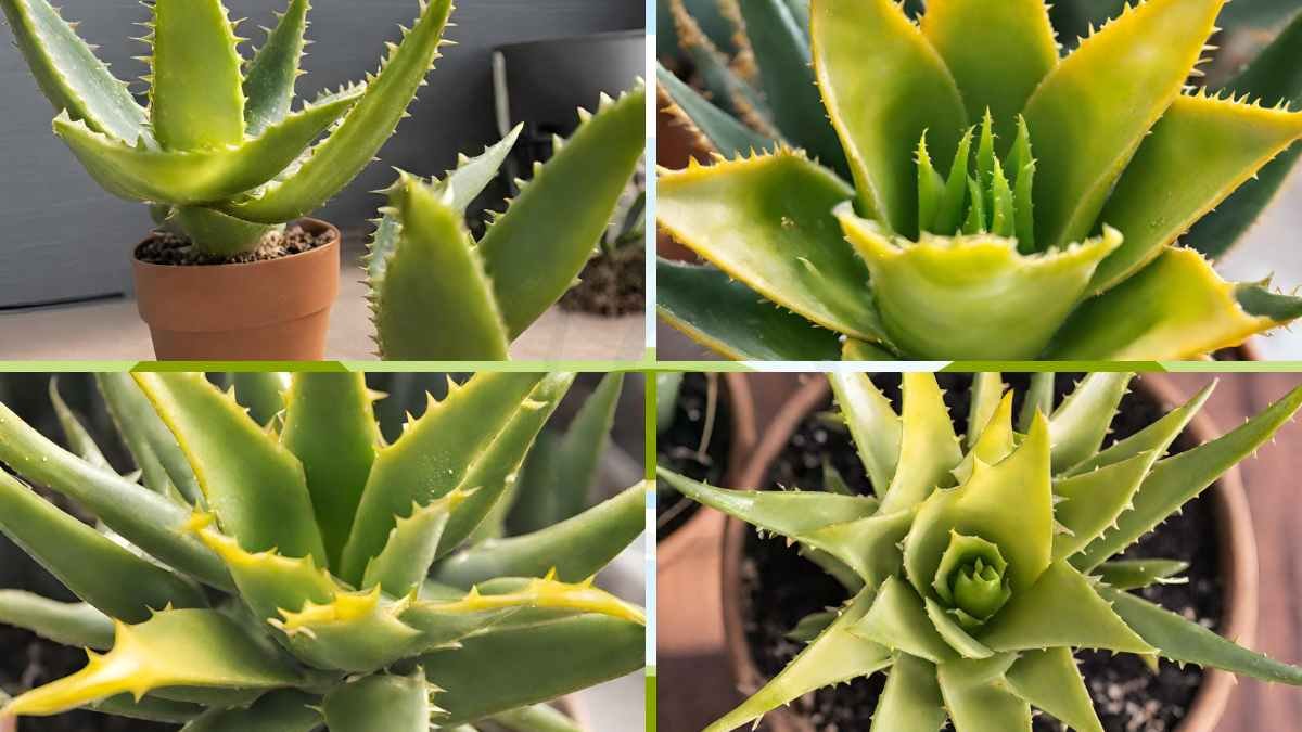 Why Is My Aloe Vera Plant Turning Yellow? Tips to Revive!