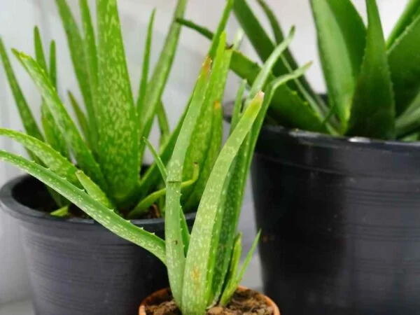 How Often Should Aloe Vera Plants Be Watered: Ultimate Guide