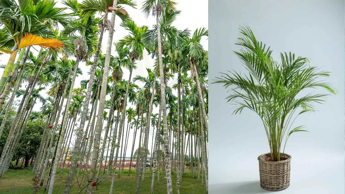 How Tall Do Areca Palms Get: Complete Care Guide
