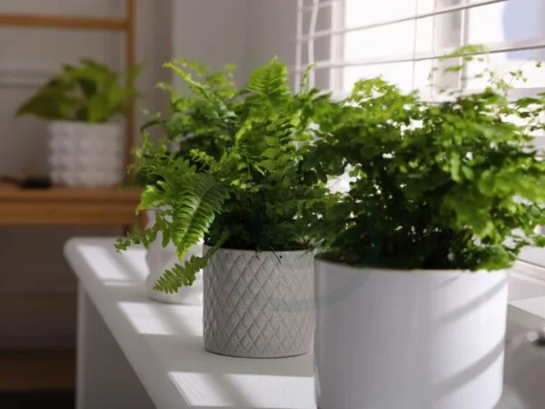 How to Care for Boston Fern: Essential Tips