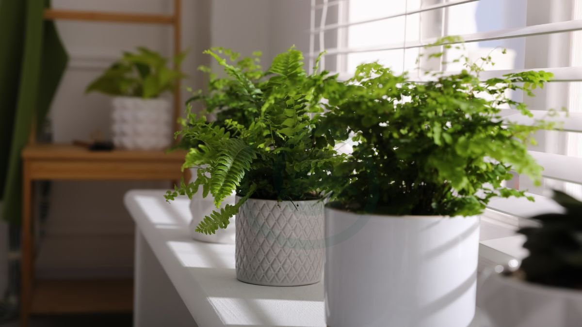 How to Care for Boston Fern: Essential Tips