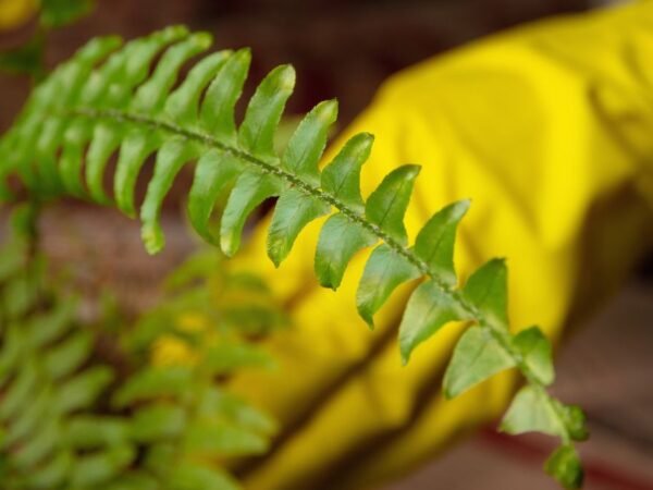 How to Care for Ferns in Pots: Selecting, Potting Mix & More
