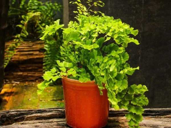 How to Care for Maidenhair Fern: Complete Guide