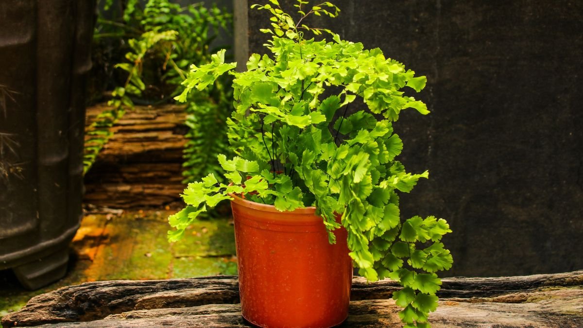 How to Care for Maidenhair Fern: Complete Guide