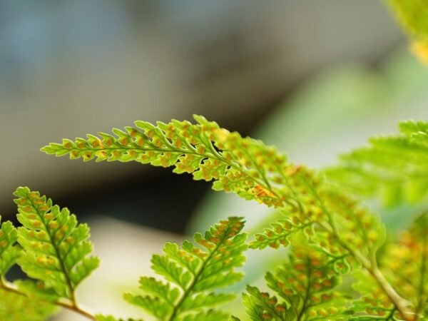 How to Care for Rabbits Foot Fern: Top Tips & Guide