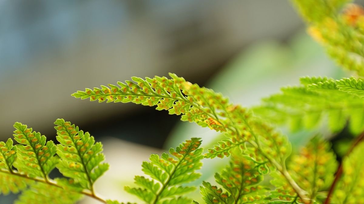How to Care for Rabbits Foot Fern: Top Tips & Guide