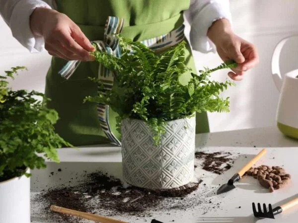 How to Care for a Boston Fern Indoors: Complete Guide