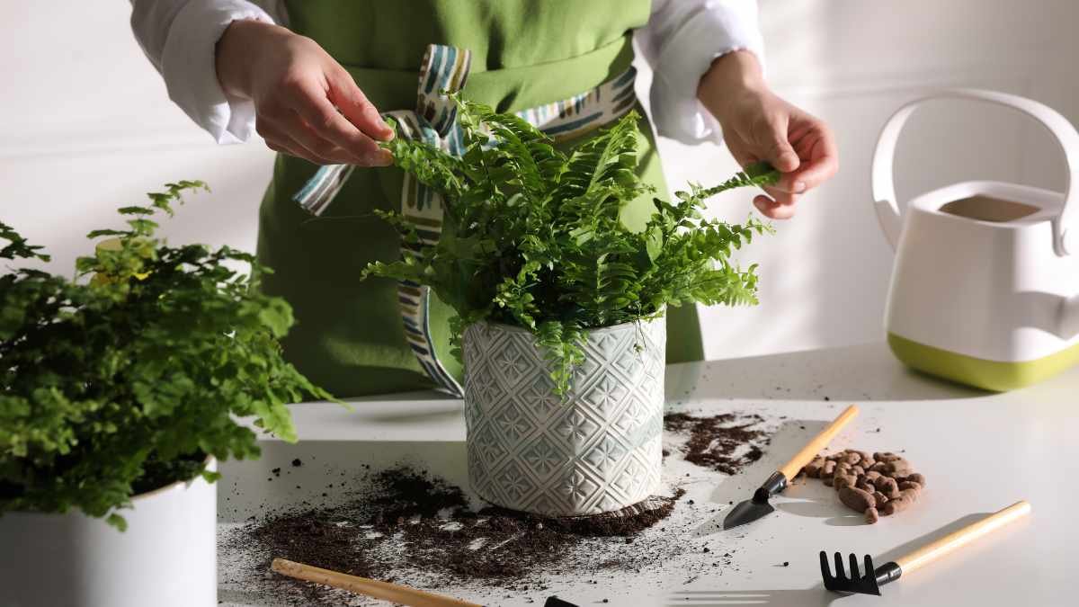 How to Care for a Boston Fern Indoors: Complete Guide