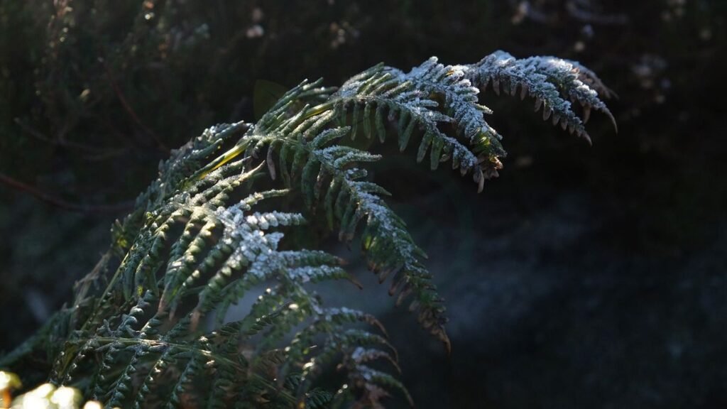 How to Care for a Frosty Fern