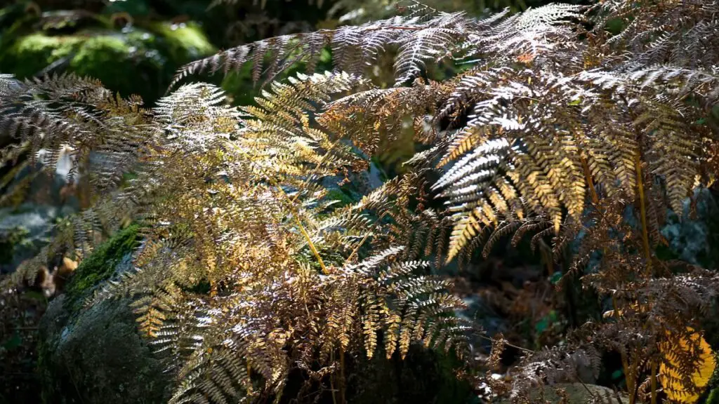 How to Care for a Frosty Fern