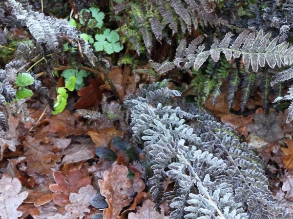How to Care for a Frosty Fern: Essential Tips