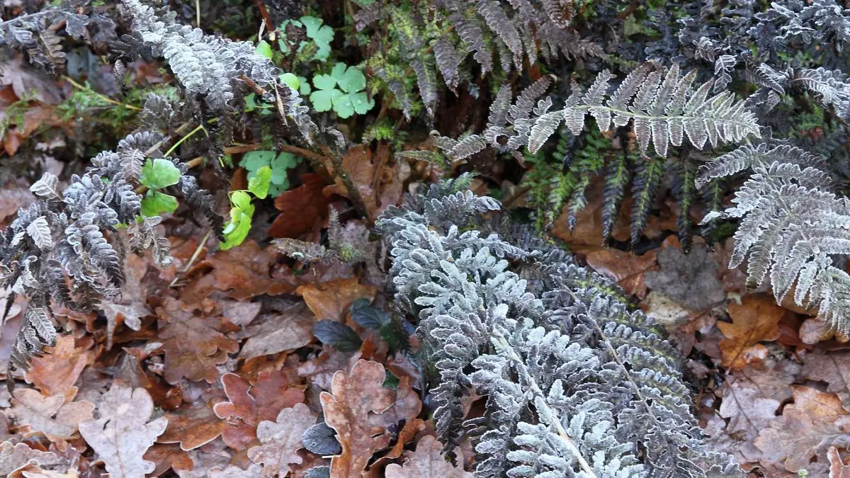 How to Care for a Frosty Fern: Essential Tips