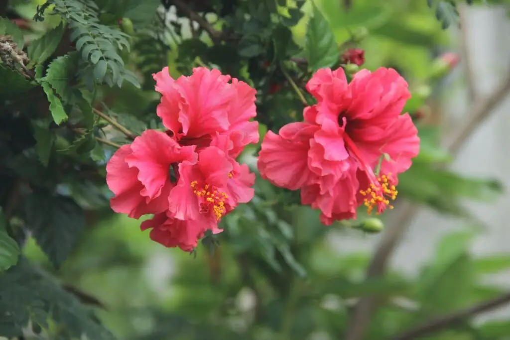 How to Care for a Hibiscus Plant Outdoors