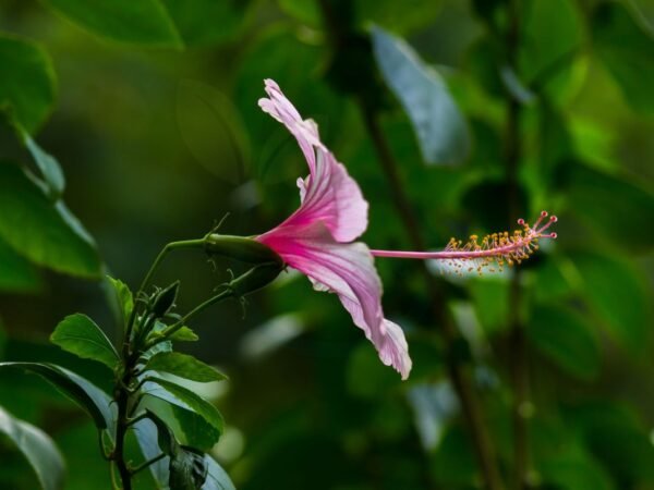 How to Care for a Hibiscus Plant Outdoors: Complete Guide