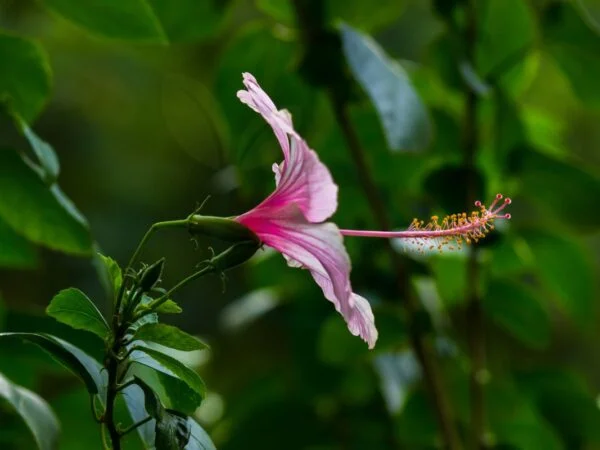 How to Care for a Hibiscus Plant Outdoors: Complete Guide