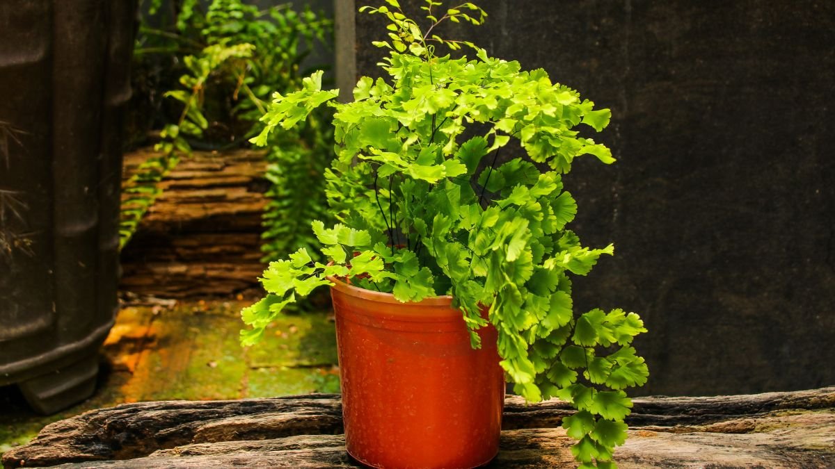 How to Care for a Maidenhair Fern: Essential Guide