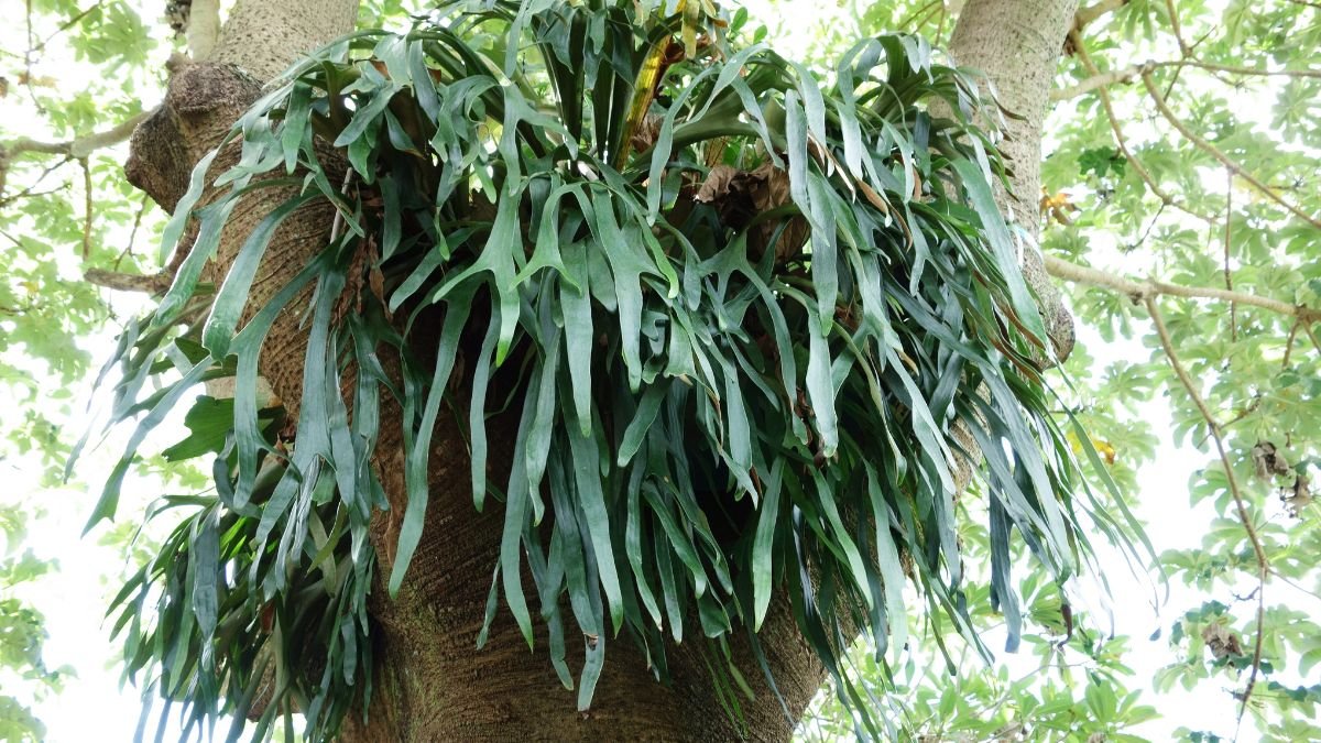 How to Care for a Staghorn Fern: Complete Guide