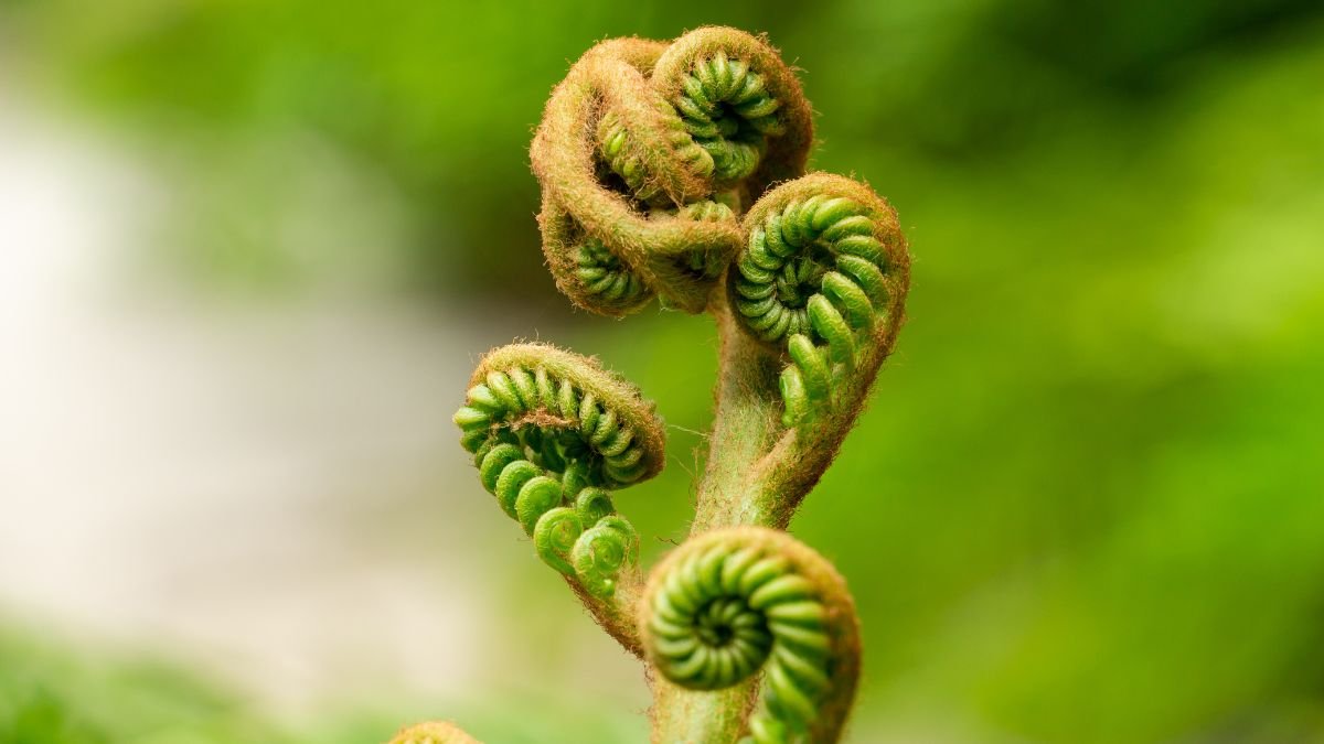 How to Clean Fiddlehead Ferns: Safety, Harvesting, and Cooking