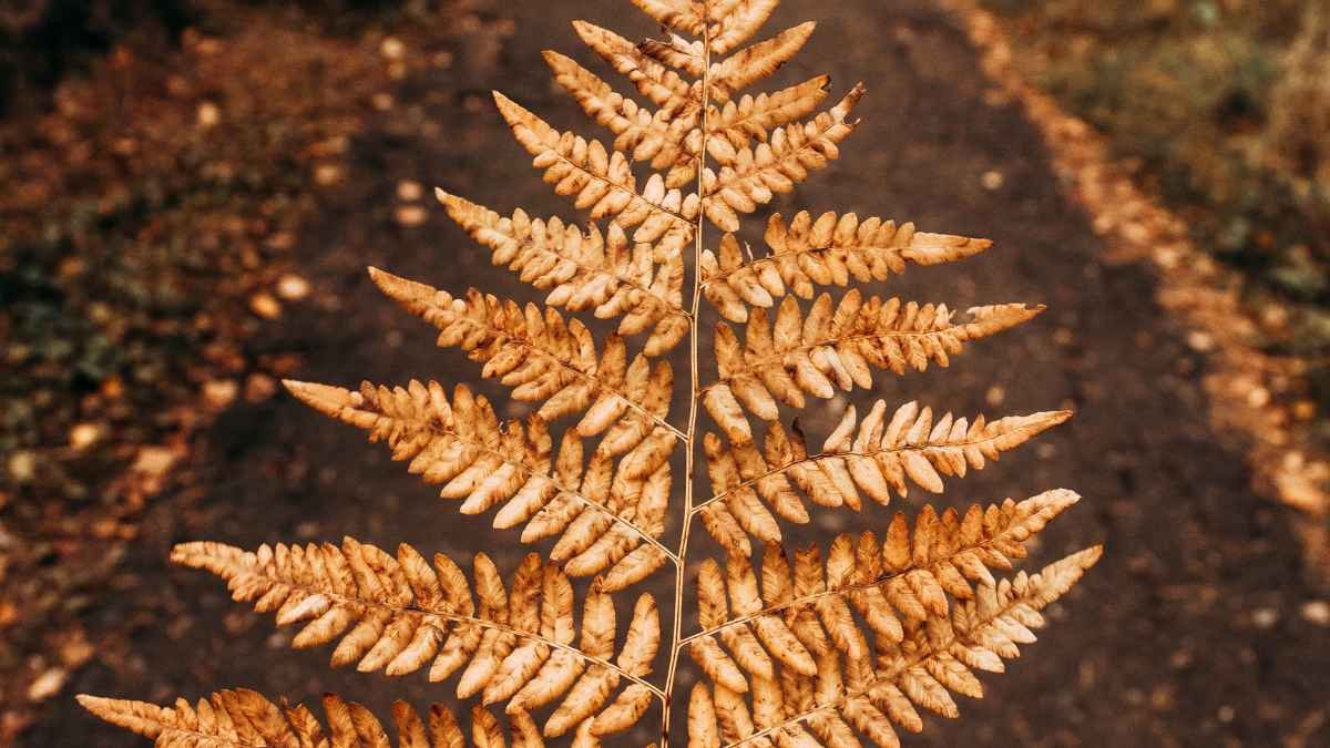 How to Dry Ferns: Step-by-Step Guide