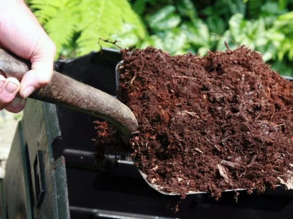 How to Fertilize Ferns: Essential Tips & Techniques