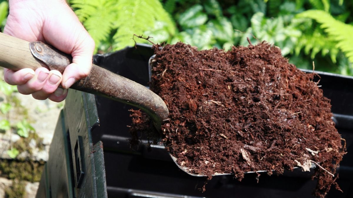 How to Fertilize Ferns: Essential Tips & Techniques