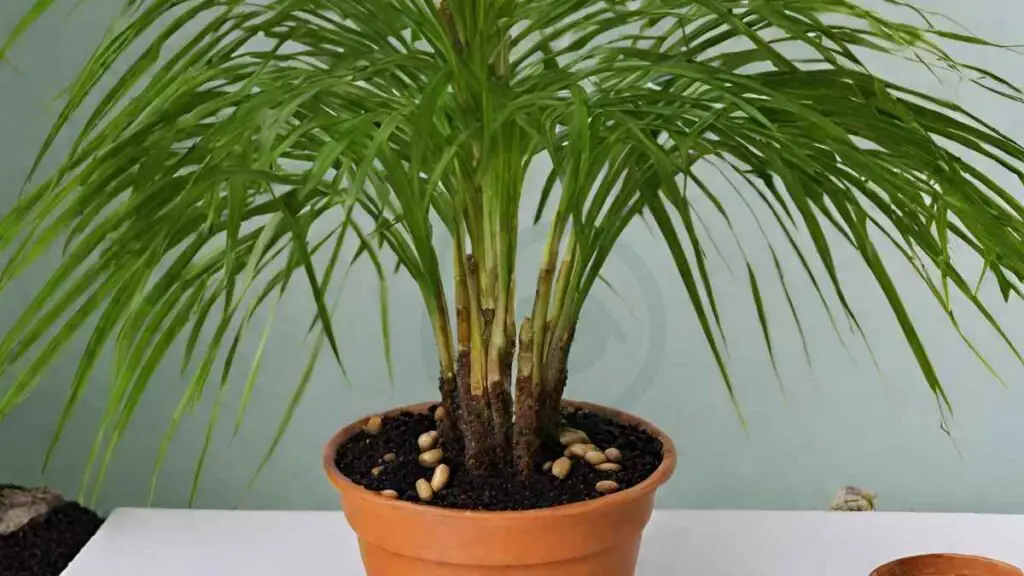 How to Grow Areca Palm from Seed