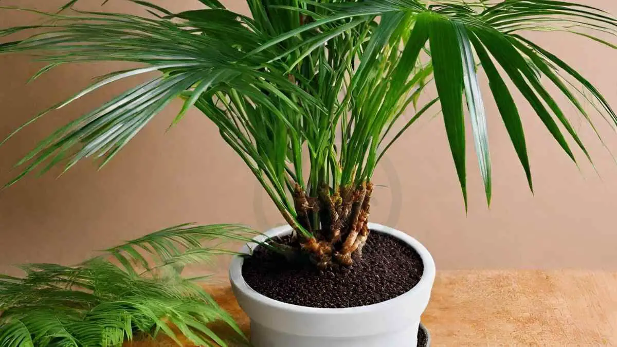 How to Grow Areca Palm from Seed: Complete Guide