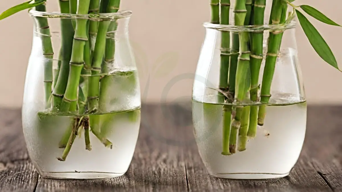 How To Grow Bamboo Cuttings In Water Complete Guide