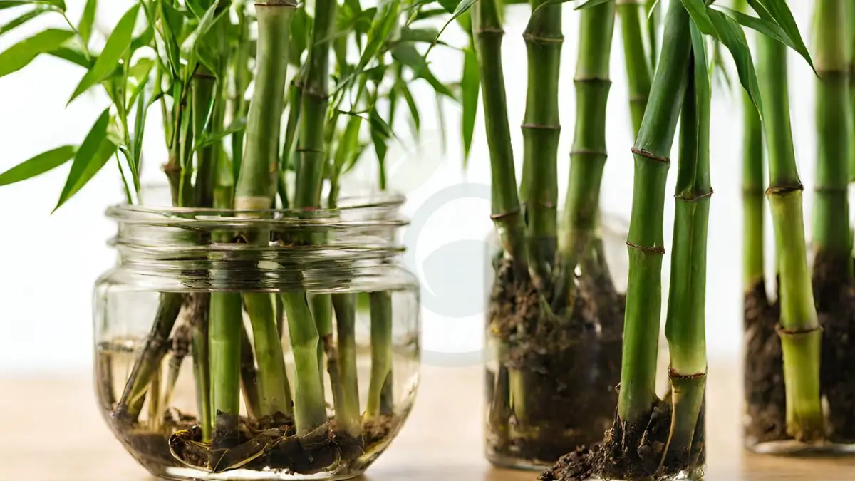 How To Grow Bamboo Cuttings In Water Complete Guide