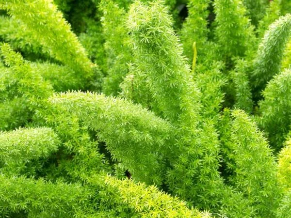 How to Grow Foxtail Fern: Complete Care Guide