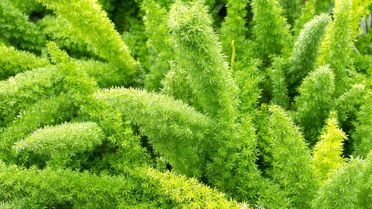 How to Grow Foxtail Fern: Complete Care Guide