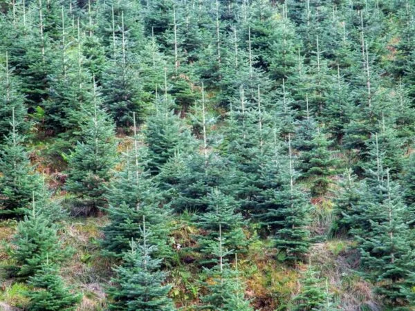 How to Grow Norway Spruce: Plant Care Guide