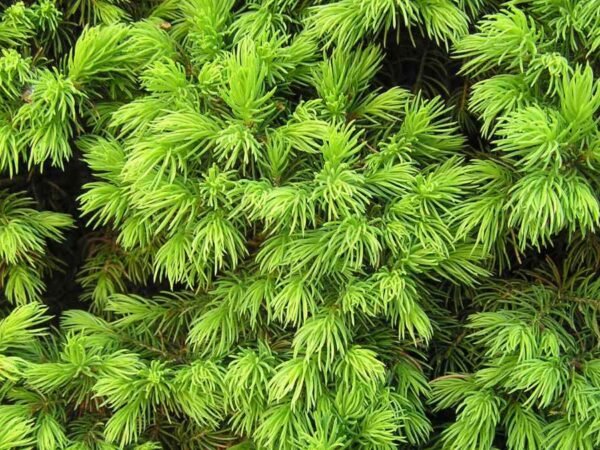 How to Grow Norway Spruce From Seed: Complete Guide