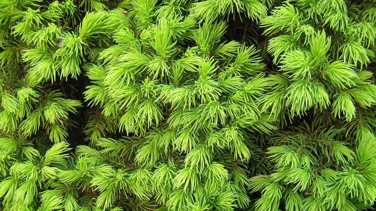 How to Grow Norway Spruce From Seed: Complete Guide