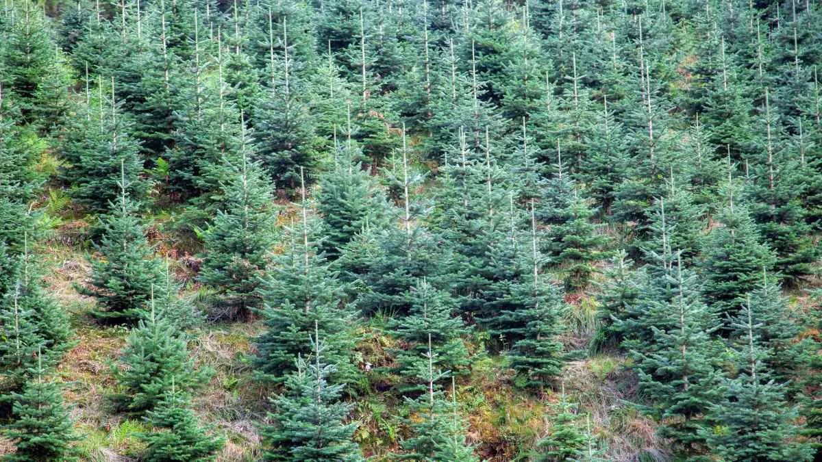 How to Grow Norway Spruce: Plant Care Guide
